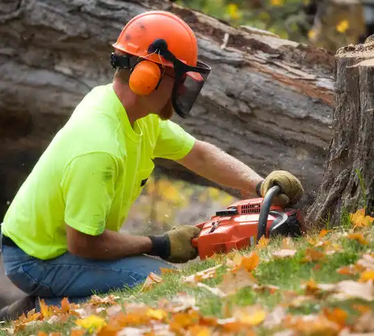 tree services Brookhaven